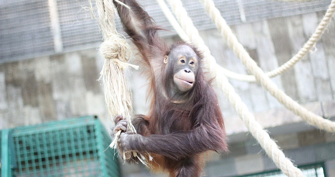 7 января Калининградский зоопарк приглашает на экскурсию из цикла «Другой зоопарк»