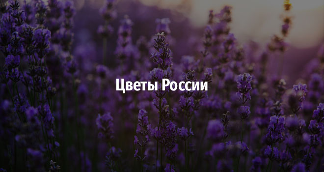 Цветы России (0+)
