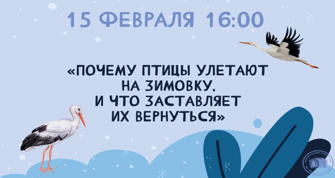 Почему птицы улетают на зимовку, и что заставляет их вернуться (6+)