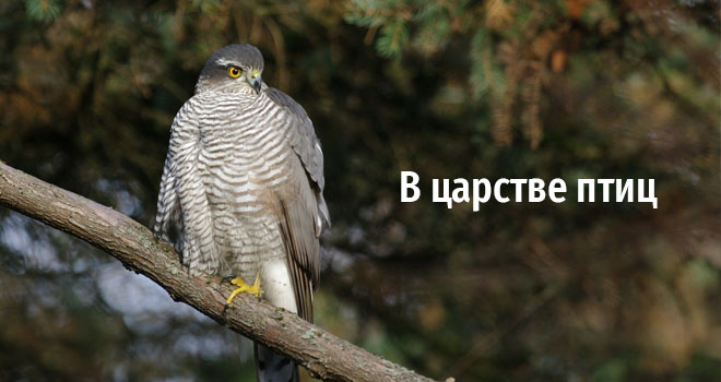 В царстве птиц (0+)