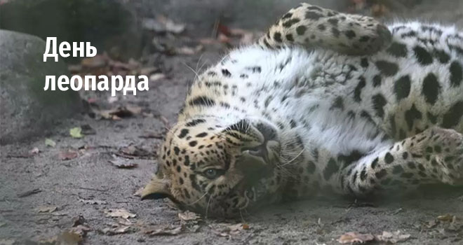 День леопарда (0+)