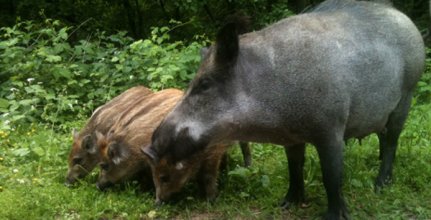 Встреча с кабаном на Куршской косе