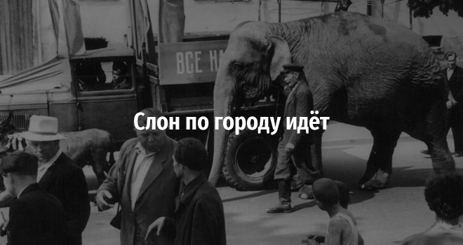 Экскурсия «Слон по городу идёт» (12+)
