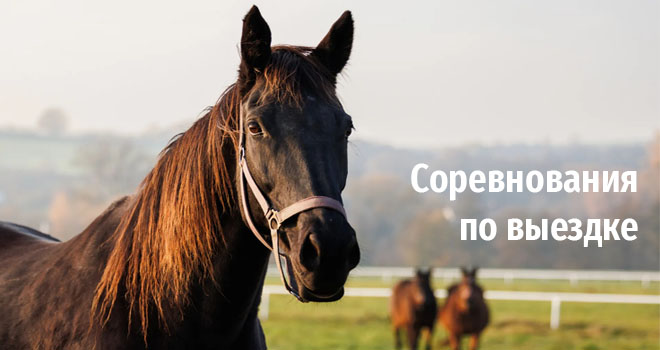 Соревнования по выездке (6+)
