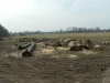 В посёлке Рощино за Приморским кольцом полностью вырубили лес вместо назначенной санитарной рубки (дополнено)