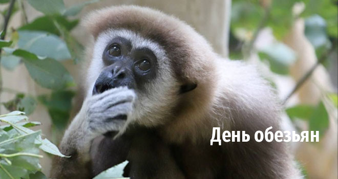 День обезьян (0+)