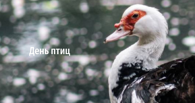 День птиц (0+)