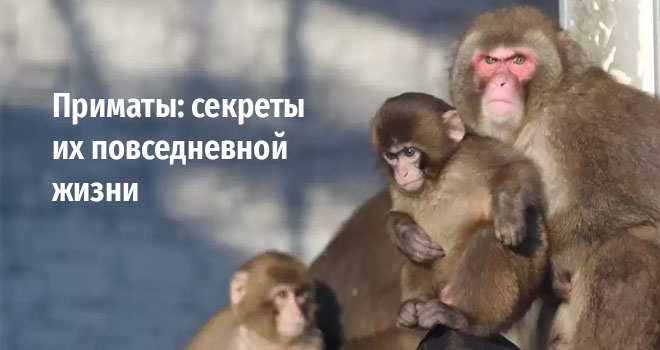 Экскурсия «Приматы: секреты их повседневной жизни» (6+)