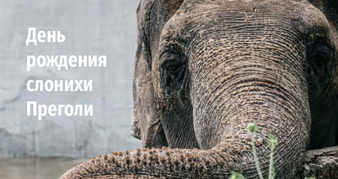 День рождения слонихи Преголи (0+)