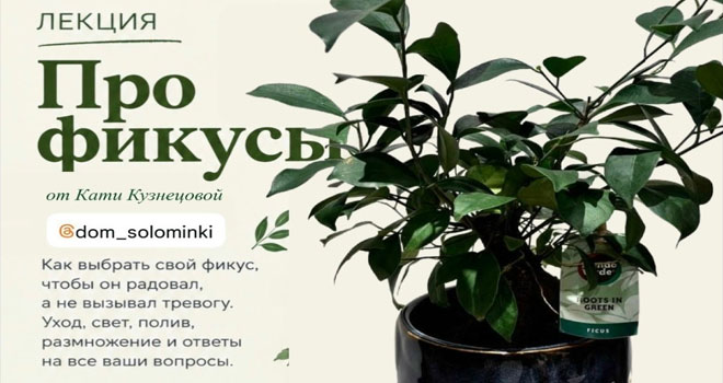 Лекция про фикусы (16+)