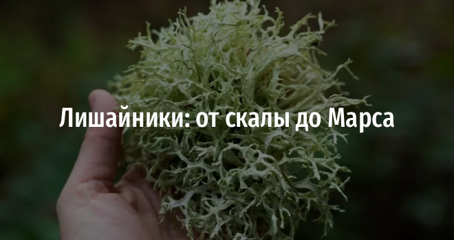 Лишайники: от скалы до Марса (12+)