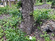 IMG_2311.JPG