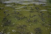 DSC_7374.jpg