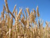 На проведение аграрных слушаний в Калининградской области было выделено 236,8 тыс. руб.