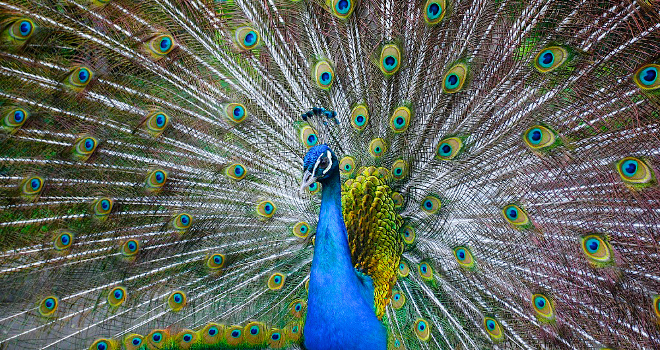 Калининградский зоопарк приглашает на экскурсию «Крылья, ноги и хвосты»