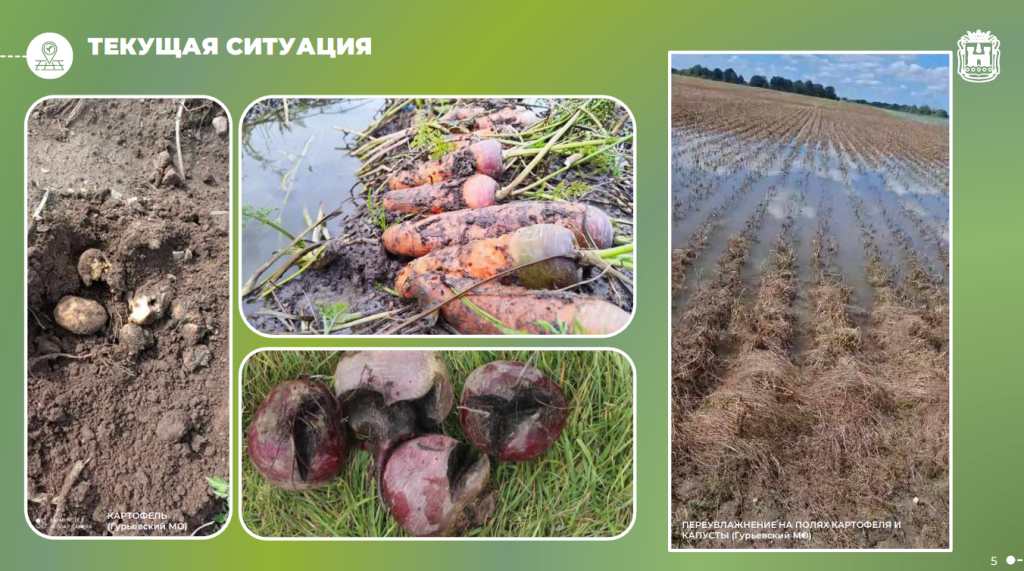 картофель2.png