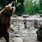 3 сентября Калининградский зоопарк приглашает на прогулку с директором