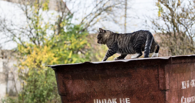 «Говорят, кот не настоящий»: обзор мероприятий на выходные
