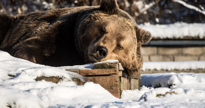 «Вы звери, господа»: обзор мероприятий на выходные
