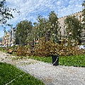 IMG_4978 вырубка Фрунзе.jpg
