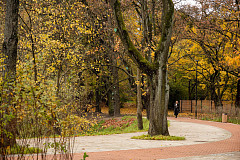 «Проредили Каштановый парк»