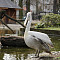11 марта Калининградский зоопарк приглашает на экскурсию «Крылья, ноги и хвосты»