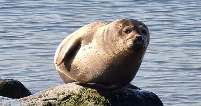 Экологический праздник «День тюленя» (6+) (Внимание! Мероприятие перенесено)