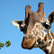 25 июня Калининградский зоопарк приглашает на новую экскурсию из цикла «Другой зоопарк» – «Тропические гиганты»