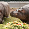 21 января Калининградский зоопарк приглашает на экскурсию «Тропические гиганты»