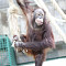 4 февраля Калининградский зоопарк приглашает на экскурсию «Прогулка с директором»