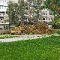 IMG_4967 вырубка Фрунзе.jpg