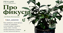 Лекция про фикусы (16+)