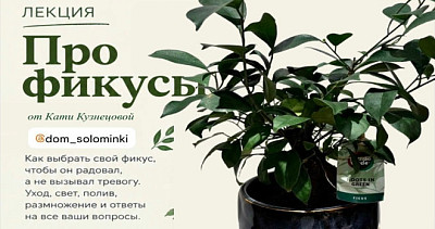 Лекция про фикусы (16+)