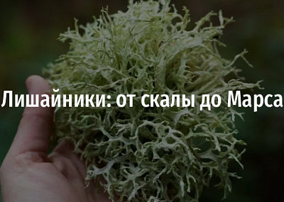 Лишайники: от скалы до Марса (12+)
