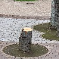 IMG_0252.JPG