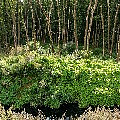 P1100500.jpg