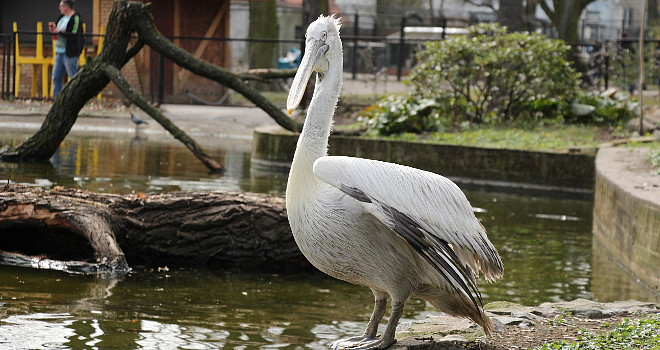 16 июля Калининградский зоопарк приглашает на экскурсию «Крылья, ноги и хвосты»