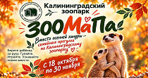 ЗООМаПа (0+)