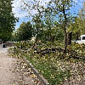 IMG_4982 вырубка Фрунзе.jpg